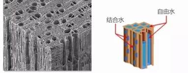 木材吸着水研究(低场核磁共振技术)