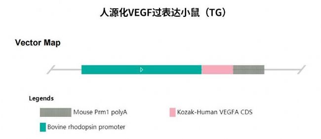 VEGFA小鼠