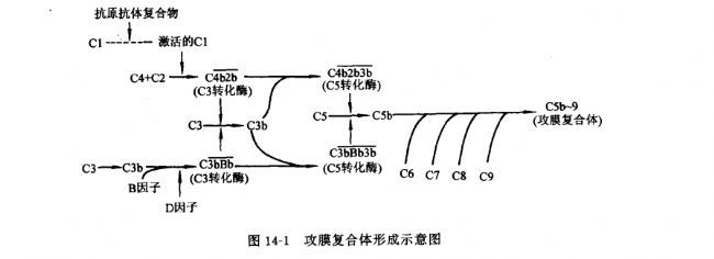 攻膜复合体形成示意图