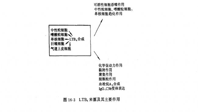 花生四烯酸的脂氧化酶代谢产物