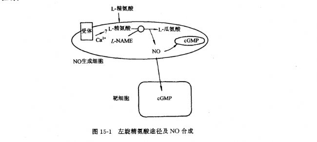 左旋精氨酸途径及NO合成