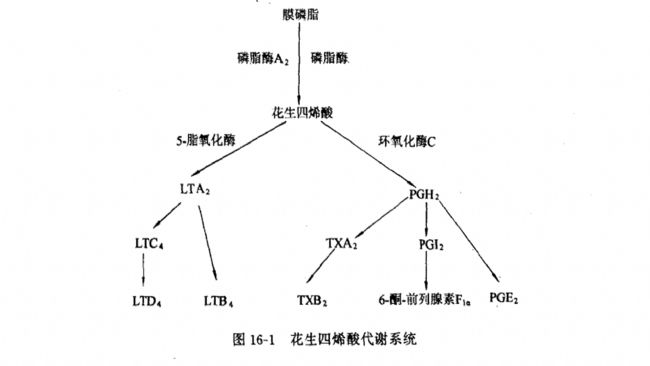 花生四烯酸的环氧化酶产物