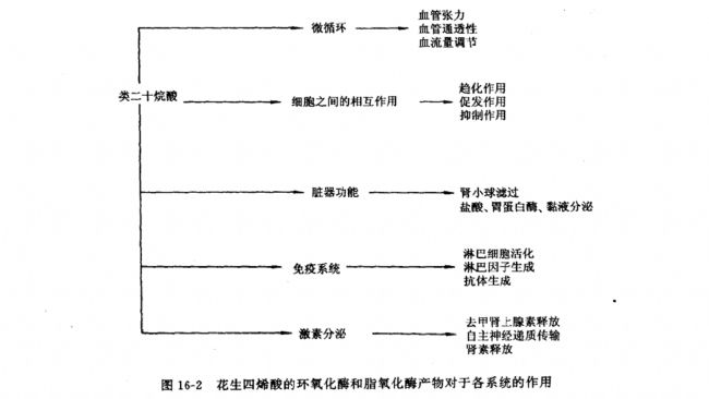 花生四烯酸的环氧化酶产物
