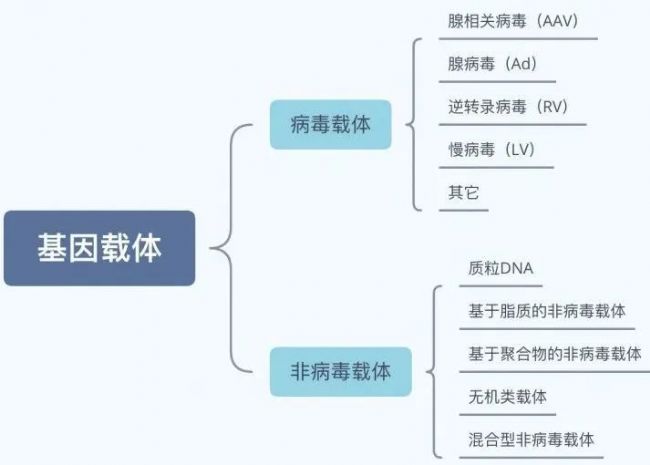 AAV基因治疗
