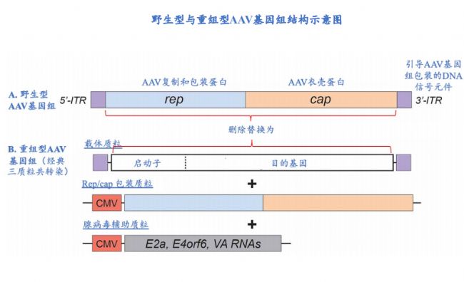 AAV基因治疗