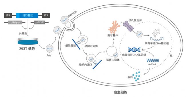 AAV基因治疗