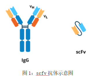 噬菌体展示文库构建全流程 _生物器材网