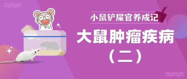 大鼠肿瘤疾病