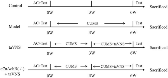 中医科学院团队解析经皮耳迷走神经刺激抗抑郁的分子机制
