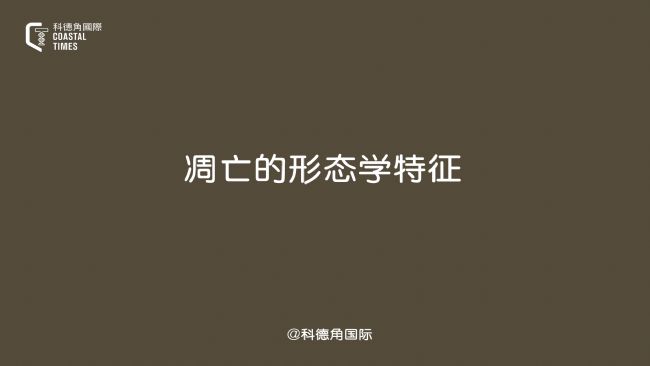 凋亡的形态学特征