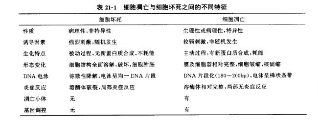 凋亡的形态学特征