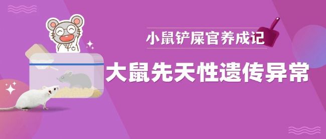 鼠鼠:我也饱受先天性遗传病的苦呀