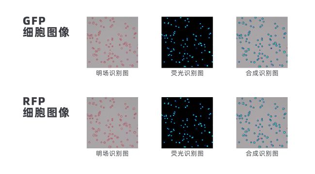 细胞图.png