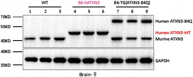 B6-hATXN3С��