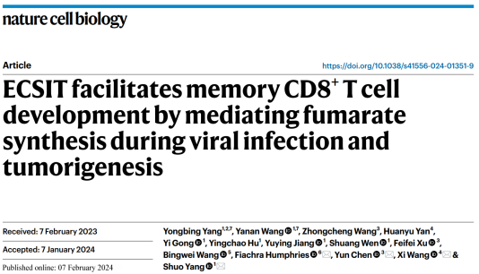 ����CD8+ Tϸ�������γ��»���