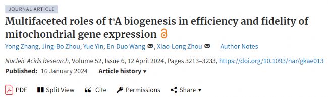人线粒体tRNA t6A修饰对线粒体基因表达调控的多重作用