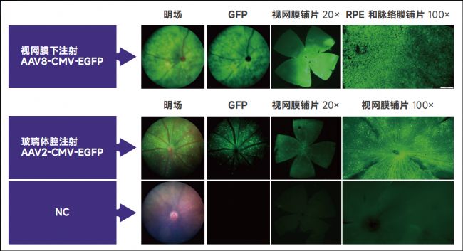 眼科疾病模型及其应用研究