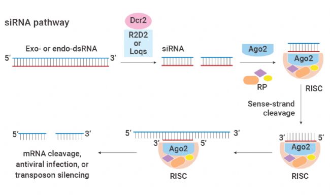 干货分享 | 如何做 RNA 干扰实验？(常见问题+解决方案） - 脉脉