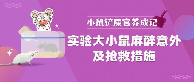 小心!实验大小鼠的麻醉危机与应急救援手册