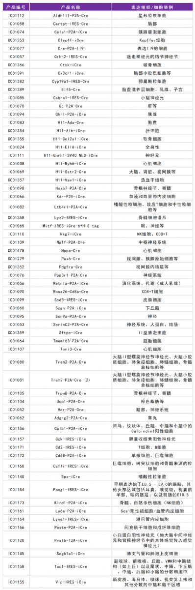 SLC35D3对肥胖及能量代谢的调控新机制