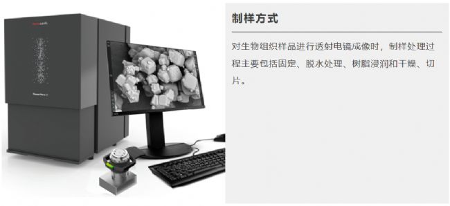 扫描电镜透射模式
