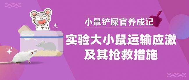 实验大小鼠的运输应激与解决方案