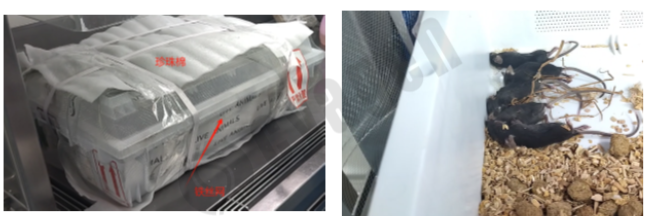 实验大小鼠的运输应激与解决方案