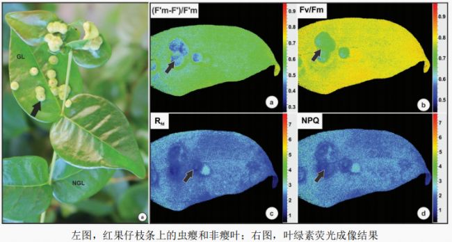 叶绿素荧光技术植保领域应用—虫瘿检测_生物器材网