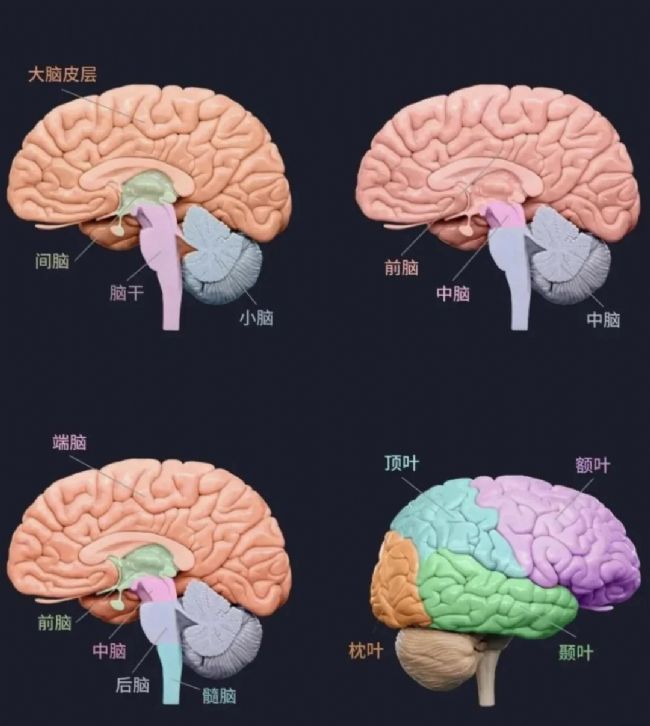 神经系统脑组织的解剖学特征、核心结构功能及相关病理改变_生物器材网