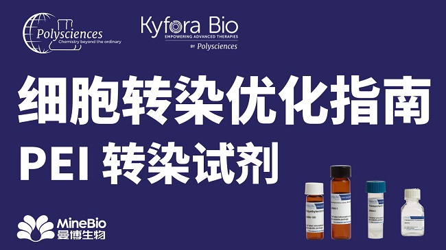 细胞转染优化指南