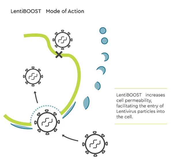 LentiBOOST������ת����ǿ������ԭ��