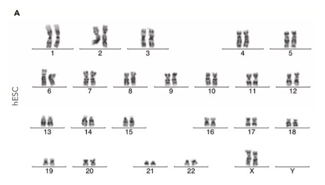 iPSCs��CT521������13�δ���ϸ����������