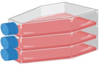 图3.细胞培养瓶flask