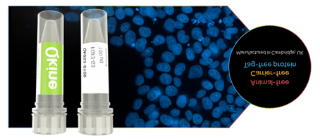 图2.QKine热稳定FGF2-G3蛋白