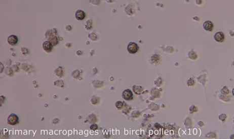 图4.用白桦花粉处理的Epithelix肺泡巨噬细胞