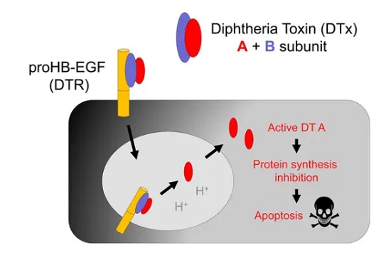 Schematic illustrating the DTR system-��ģ����