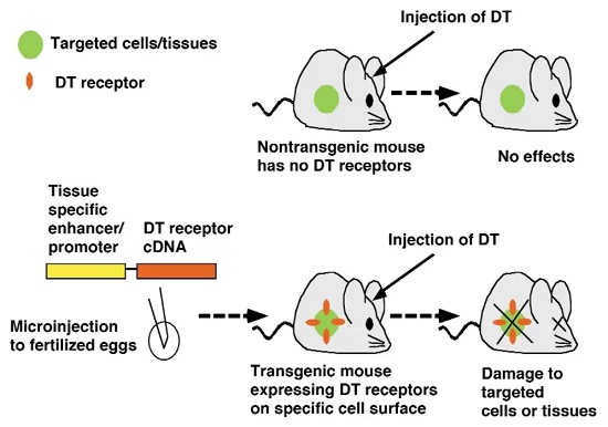 Toxin receptor-mediated conditional cell knockout procedure-��ģ����