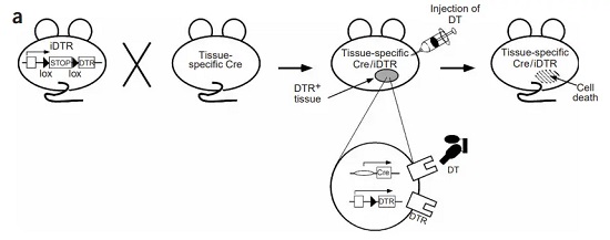 General scheme of the inducible DTR mouse strain (iDTR)-��ģ����