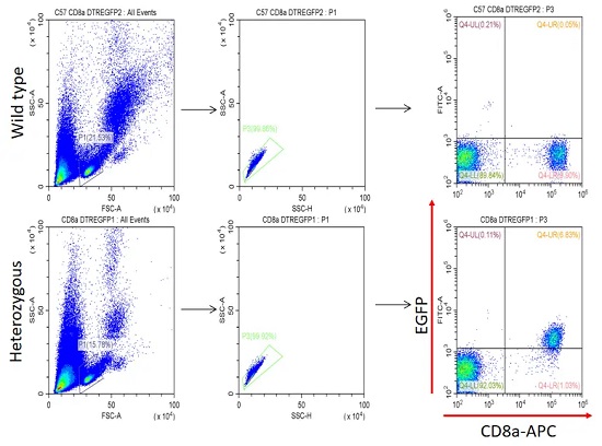 CD8a-IRES-DTRGFP С������Ѫ�� EGFP �ı������������ CrownBio ������ɣ�-��ģ����