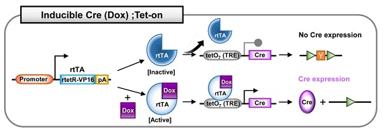 Dox �յ��� Cre; Tet-On ϵͳ-��ģ����