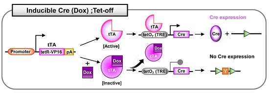 Dox �յ��� Cre; Tet-Off ϵͳ-��ģ����