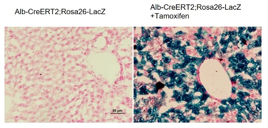 Alb-CreERT2; Rosa26-LacZ С�����֯ X-gal Ⱦɫ-��ģ����