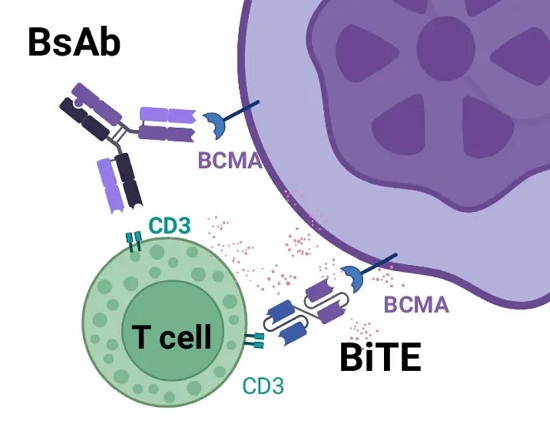 CD3×BCMA双-抗示意图-南模生物