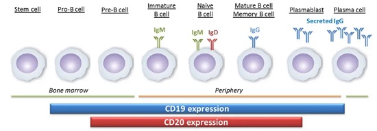 B细胞发育过程中的CD19和CD20表达-南模生物