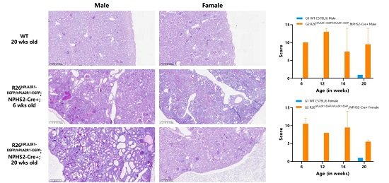 R26-CAG-LSL-hPLA2R1-IRES-EGFP; NPHS2-Cre小鼠肾组织PSA染色与病理分析-南模生物