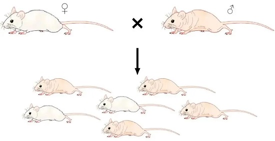 依靠雌性杂合子与雄性纯合子交配的方式-南模生物