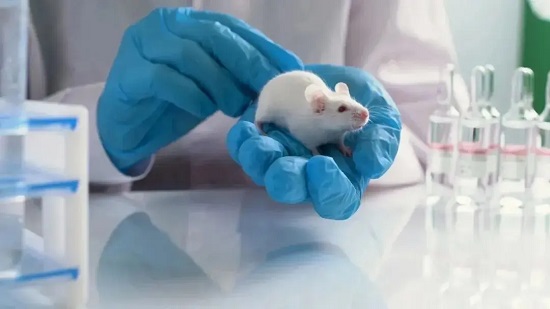 典型DNA双链断裂的修复途径-南模生物