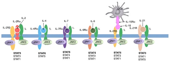 IL-2Rγc相关细胞因子 -南模生物