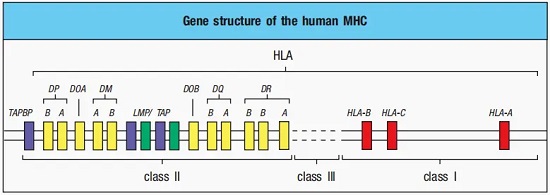 人源MHC的分类-南模生物