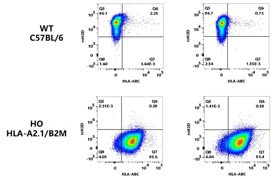 WT C57BL/6和HO HLA-A2.1/B2M小鼠血液中人源HLA-ABC的表达-南模生物